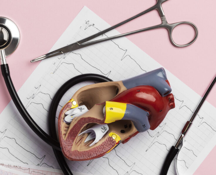 view-anatomic-heart-model-educational-purpose-with-stethoscope